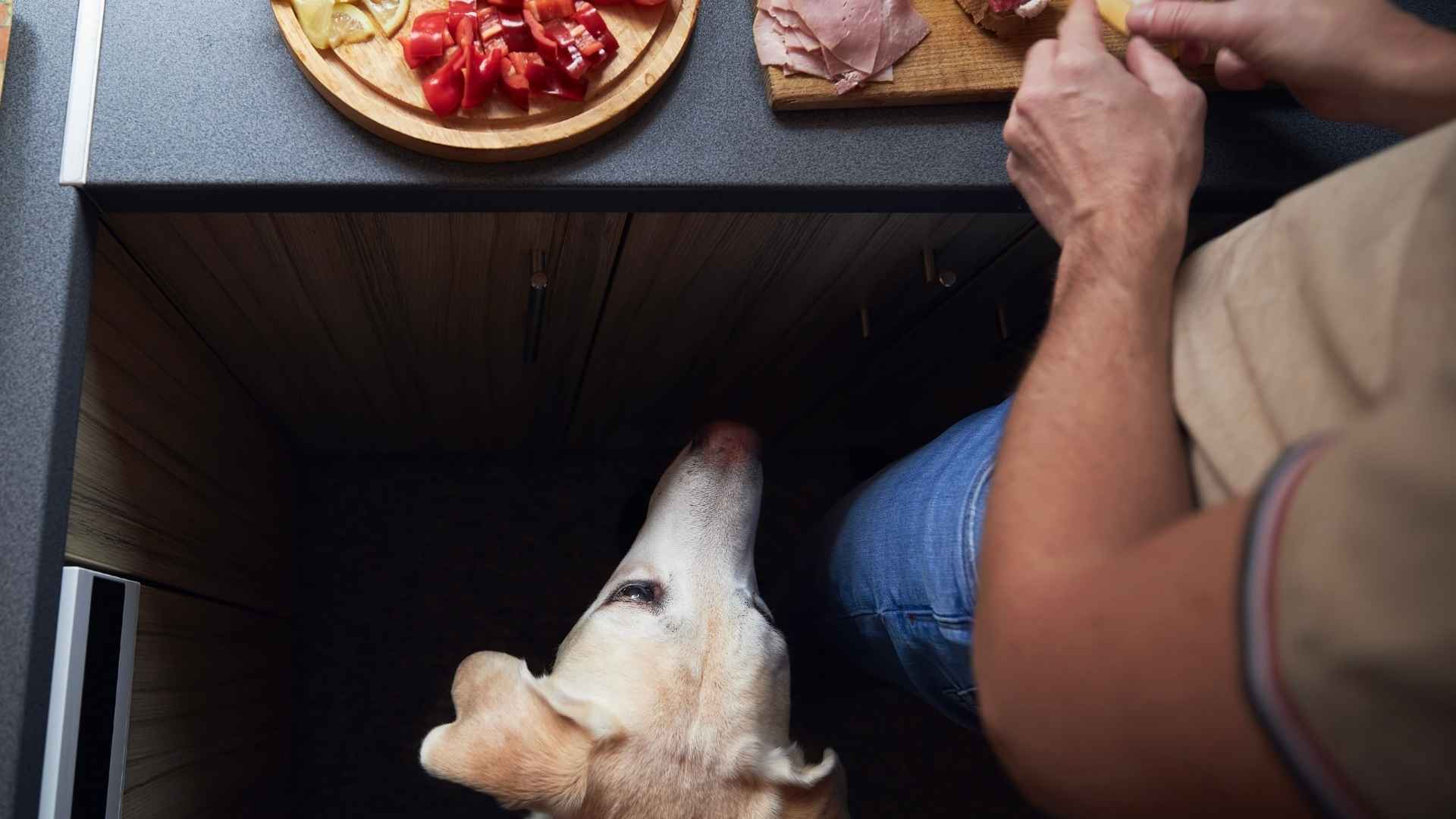 Comida cocinada para perros